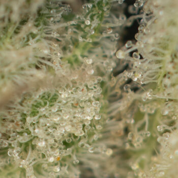 Ice Wreck Strain Macro 350x350 - Ice Wreck Kush