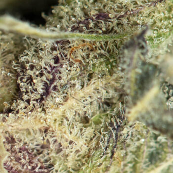 Mendo Breath Macro 1 350x350 - Mendo Breath (Smalls)