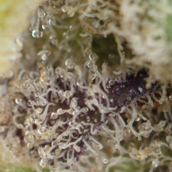 Lemon Skunk Macro 350x350 - Lemon Skunk