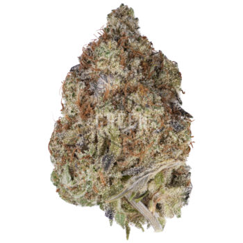 Russian Rocket Fuel by Short Stuff Seedbank 350x350 - Russian Rocket Fuel by Short Stuff Seedbank