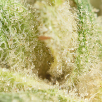 Hawaiian Cookies Macro 350x350 - Hawaiian Cookies