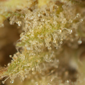 Sour Cookies Macro 350x350 - Sour Cookies