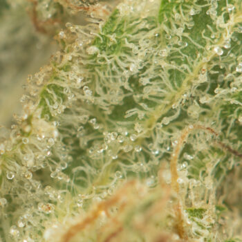 Tangerine Cookies Macro 350x350 - Tangerine Cookies