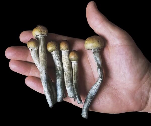 Magic Mushrooms: The Complete Beginner’s Guide