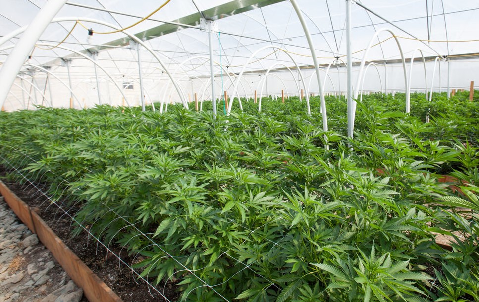 Oxygène dissous : plantes de cannabis massives et saines