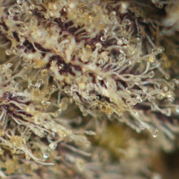 Mendocino Purps Strain Macro 350x350 - Mendocino Purps