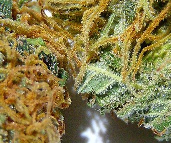 Variété de cannabis de plante à hasch