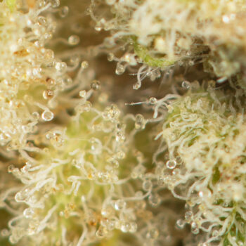 Red Lemon Congo Macro 350x350 - Red Lemon Congo