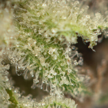 El Jefe Strain Macro New 350x350 - El Jefe