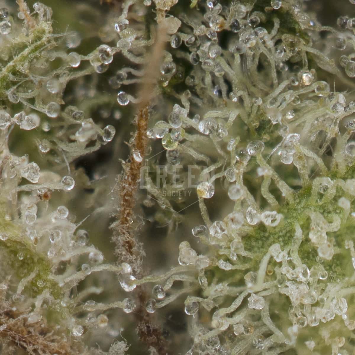 Legendary Punch by RQS Macro - Legendary-Punch-by-RQS-Macro