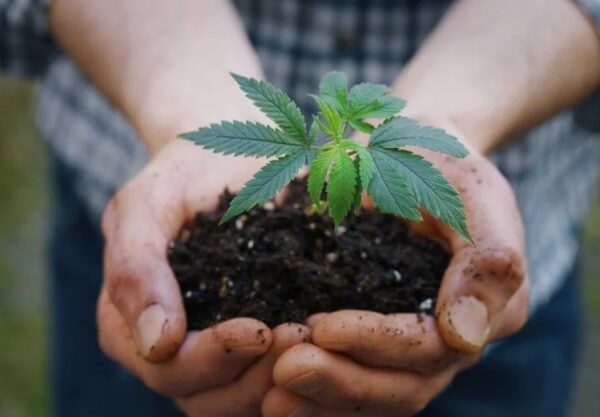 Organic Cannabis Benefits: How To Growing