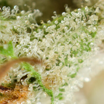 Cotton Candy Kush Macro 350x350 - Cotton Candy Kush (Smalls)