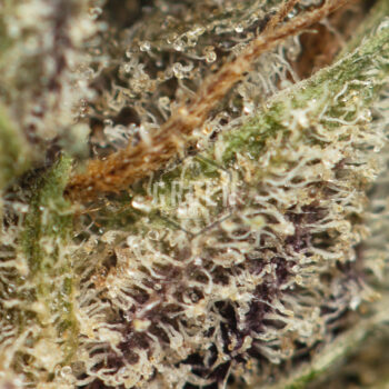 White Cookies Strain Macro 350x350 - White Cookies