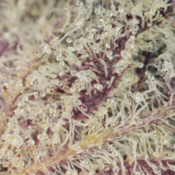 Gelato 33 Macro 350x350 - Gelato #33