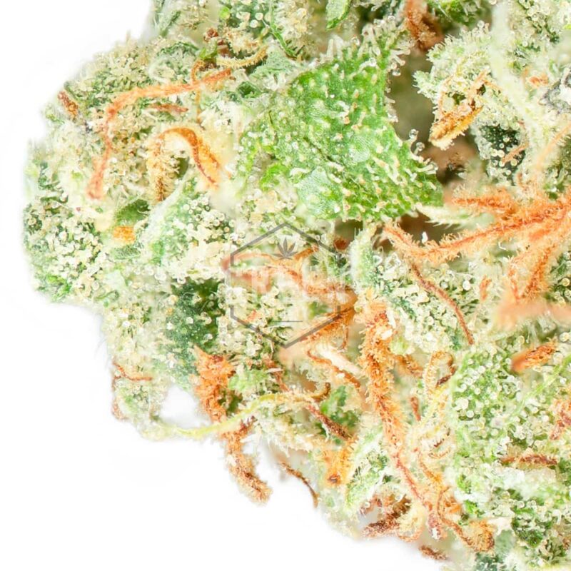 Weed Delivery GasDank | Toronto's Best Online Dispensary