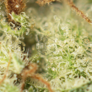 White Widow Macro 350x350 - White Widow