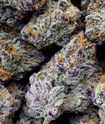 Examen de la variété de marijuana Purple Punch