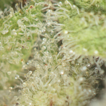 Cactus Breath Macro 350x350 - Cactus Breath