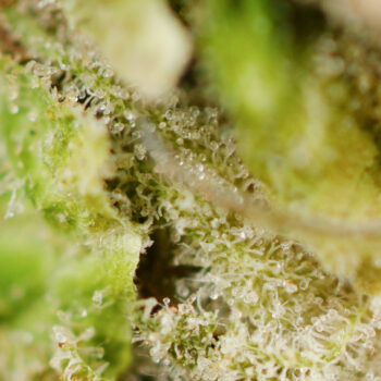 Northern Lights Strain Macro 350x350 - Northern Lights