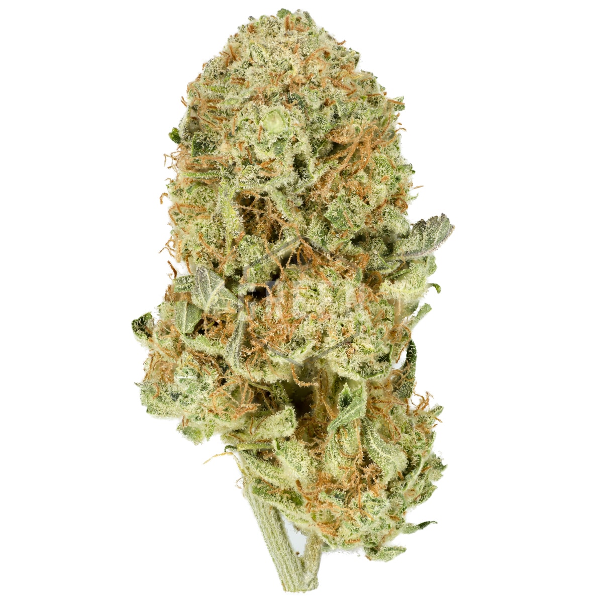 Orange Poison by Franchise Genetics - Orange-Poison-by-Franchise-Genetics