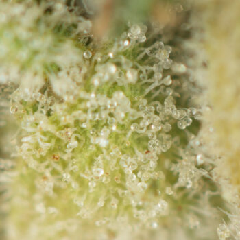 First Class Funk Macro 350x350 - First Class Funk