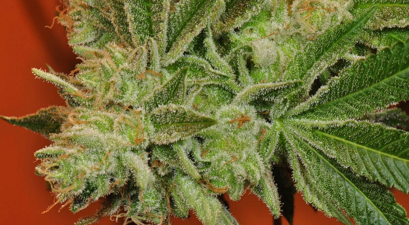 best hybrid strains 21 - Hybrid Strains: What is Hybrid Marijuana?