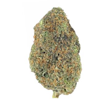 KAMIKAZI PURPLE URKLE 2 COPY.JPG 1259 2 350x350 - Purple Urkle - AAA