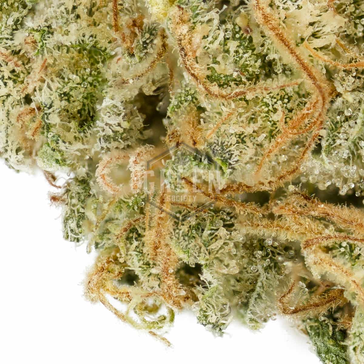 Pink Lemonade Strain 2 - Pink-Lemonade-Strain-2