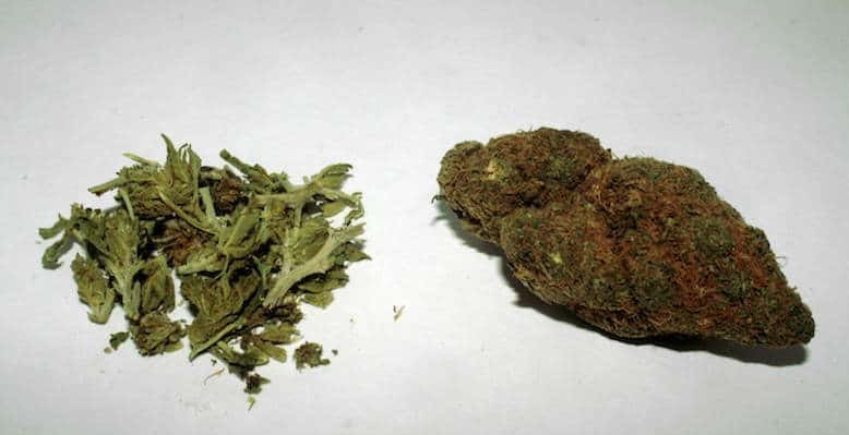 Cannabis d'intérieur ou d'extérieur : aller au fond des choses