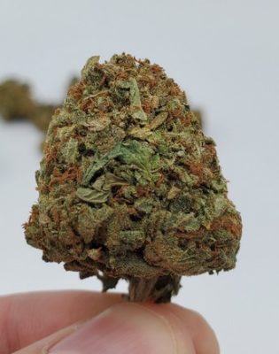 Hash Plant Cannabis Strain