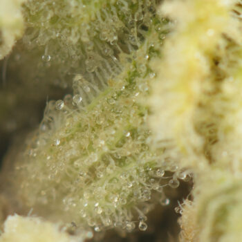 OG Tahoe Kush Macro Shot 350x350 - Tahoe OG Kush