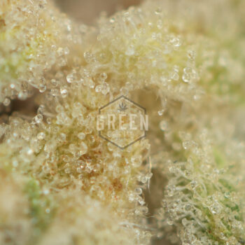 Honey Badger Haze Macro 350x350 - Honey Badger Haze