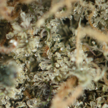 Purple Haze Macro 350x350 - Purple Haze