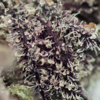 Platinum Huckleberry Cookies Strain Macro 350x350 - Platinum Huckleberry Cookies