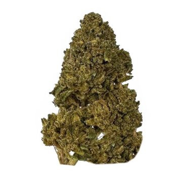 KAMIKAZI BLACK TRIANGLE STRAIN 11.JPG 347 2 350x350 - Black Triangle - AA+ - $70/Oz