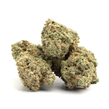 Jack Herer 7 350x350 - Jack Herer