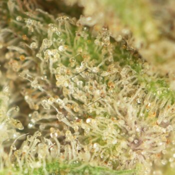 Candyland Strain Macro 350x350 - Candyland