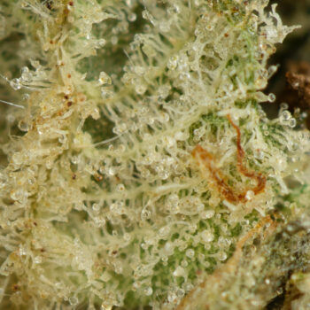 Alien OG Macro Shot 350x350 - Alien OG