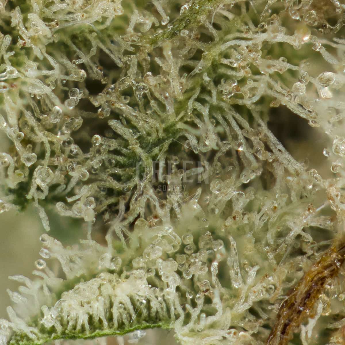 Orange Poison by Franchise Genetics Macro - Orange-Poison-by-Franchise-Genetics-Macro