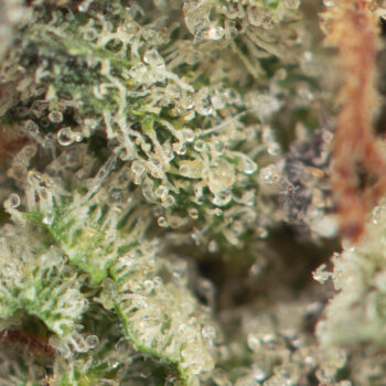 Purple Kush Macro 350x350 - Purple Kush