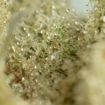 Moby Dick Macro Shot 350x350 - Moby Dick