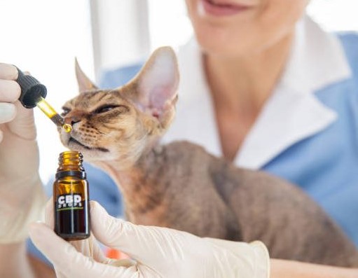 CBD Oil for Cats: Guide