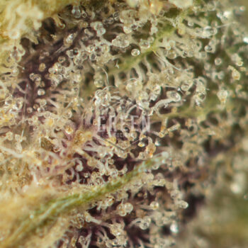 Pink Bubba Strain Macro 350x350 - Pink Bubba