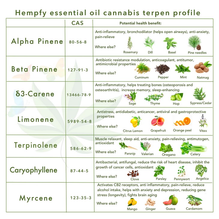 15 Terpenes in Cannabis Explained