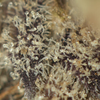 Purple Space Cookies Macro Shot 350x350 - Purple Space Cookies