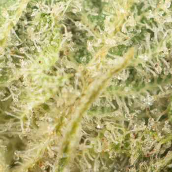 Headband Macro 350x350 - Headband