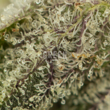 Kosher Kush Macro 350x350 - Kosher Kush