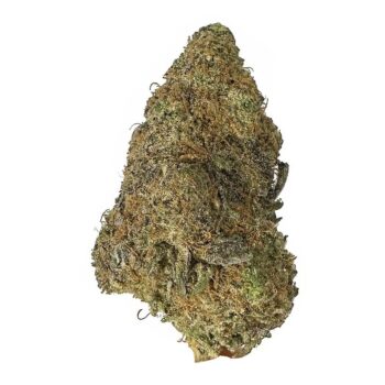 KAMIKAZI GREEN CRACK 1.JPG 380 2 350x350 - Green Crack - AAA+