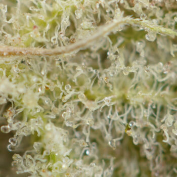 Lemon Pound Cake Macro 350x350 - Lemon Pound Cake