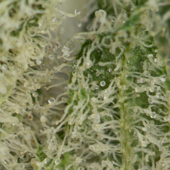 Jack Herer Macro New 350x350 - Jack Herer